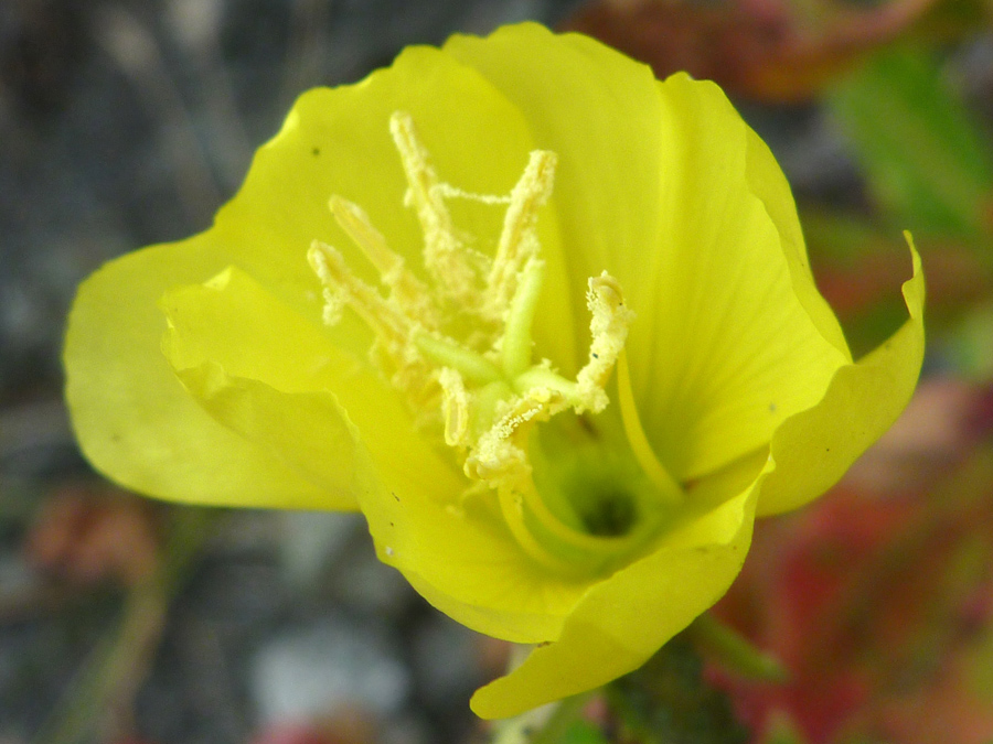 Yellow flower