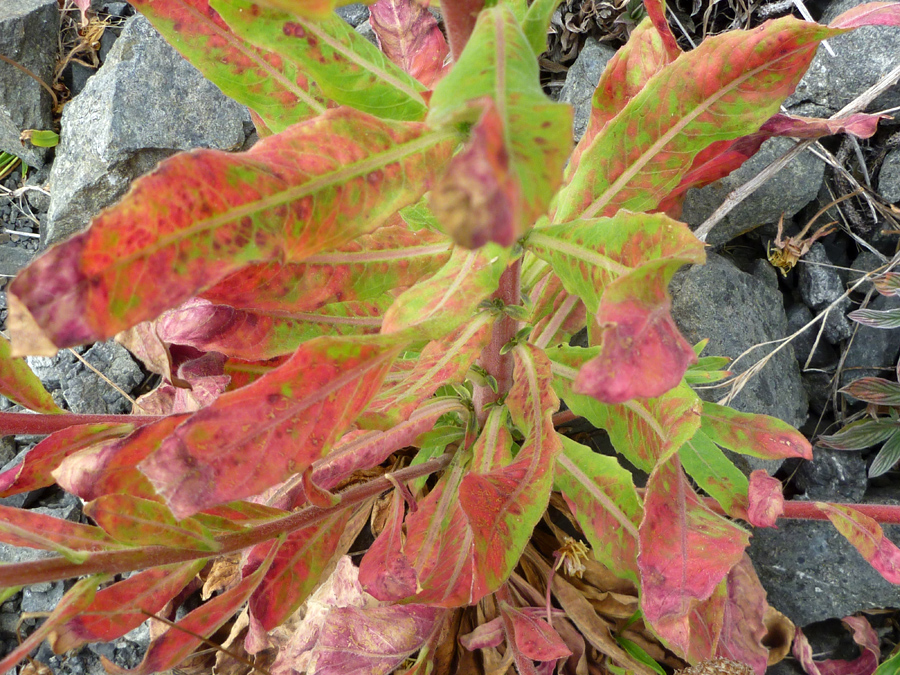 Reddish-green leaves