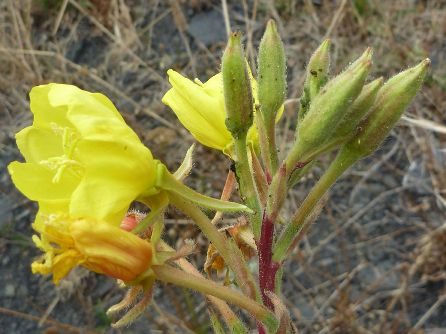 Buds and flowers