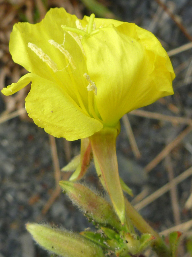 Large yellow petals