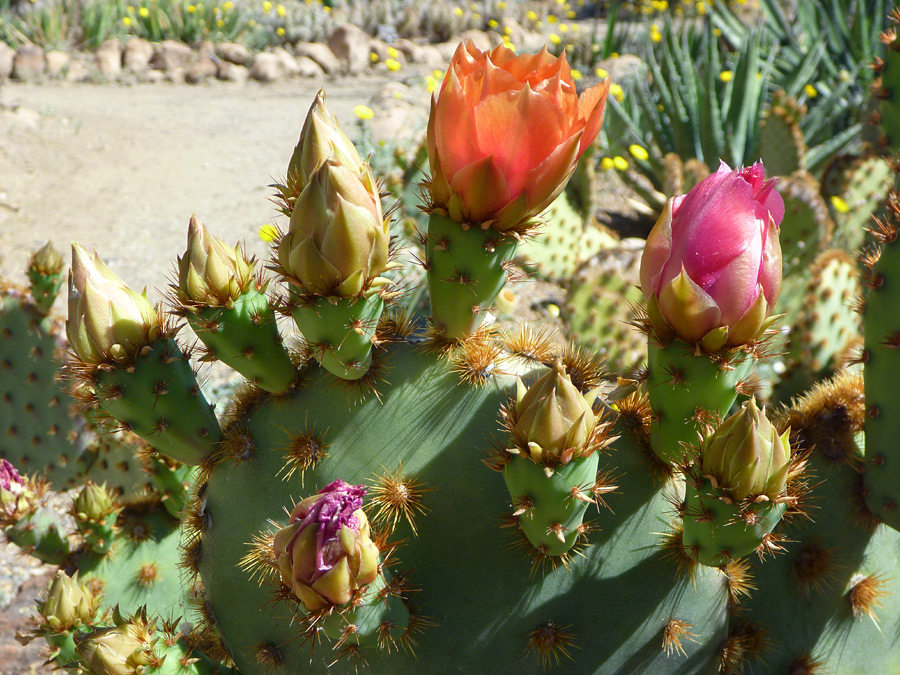 Buds and flowers