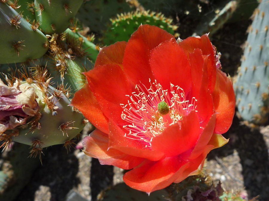 Red flower