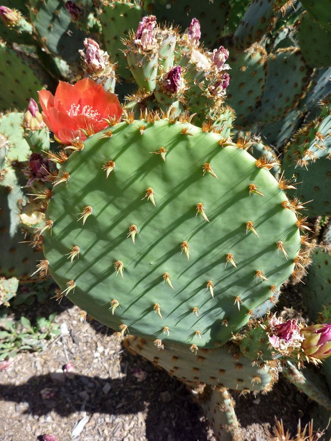 Glochids and spines