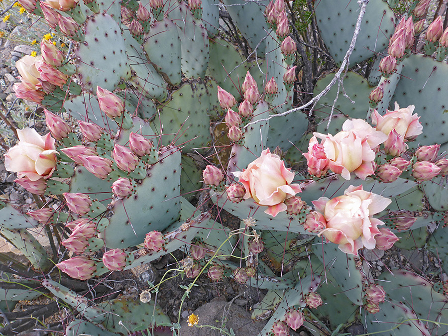 Buds and flowers