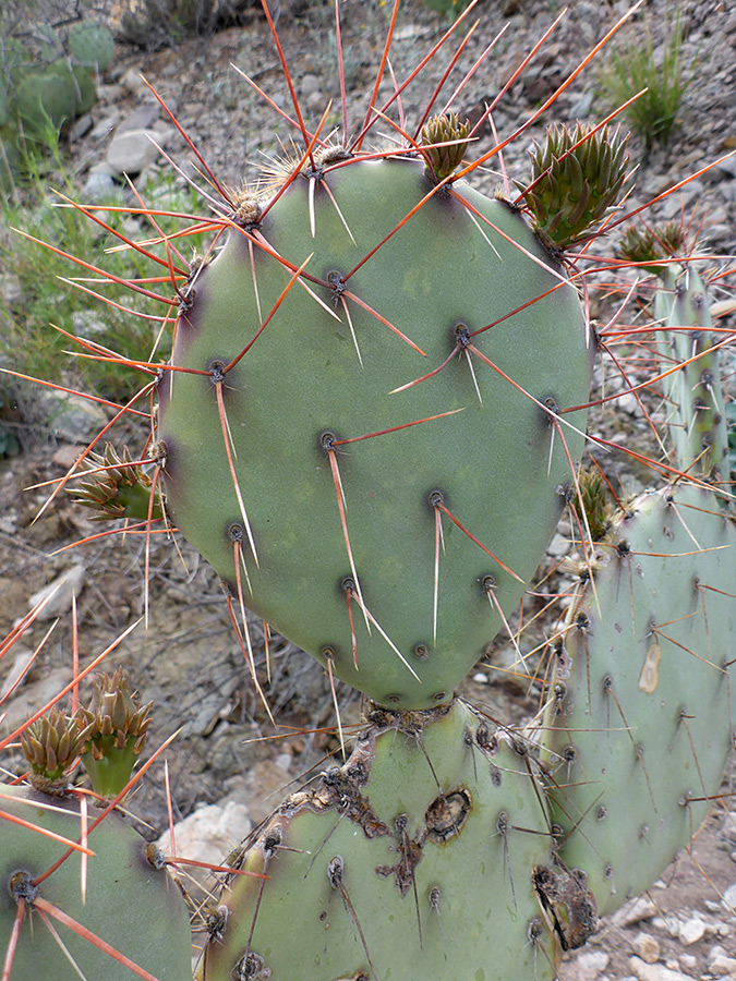 Long red spines