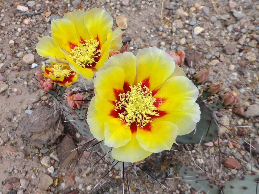 Yellow flowers