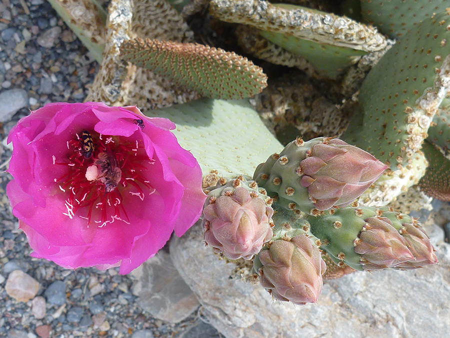 1 Cutting Cactus Beaver Tail Pink Flower Heart Prickly Pear Opuntia basilaris