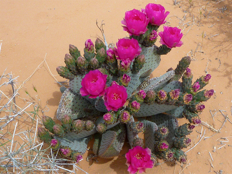 Flowers and buds