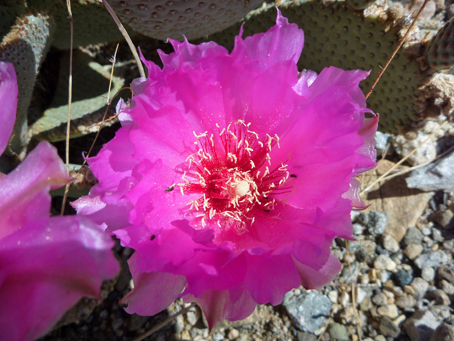 Pink flower