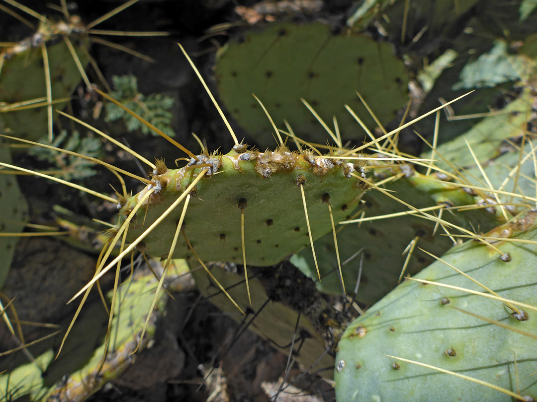 Sparse spines
