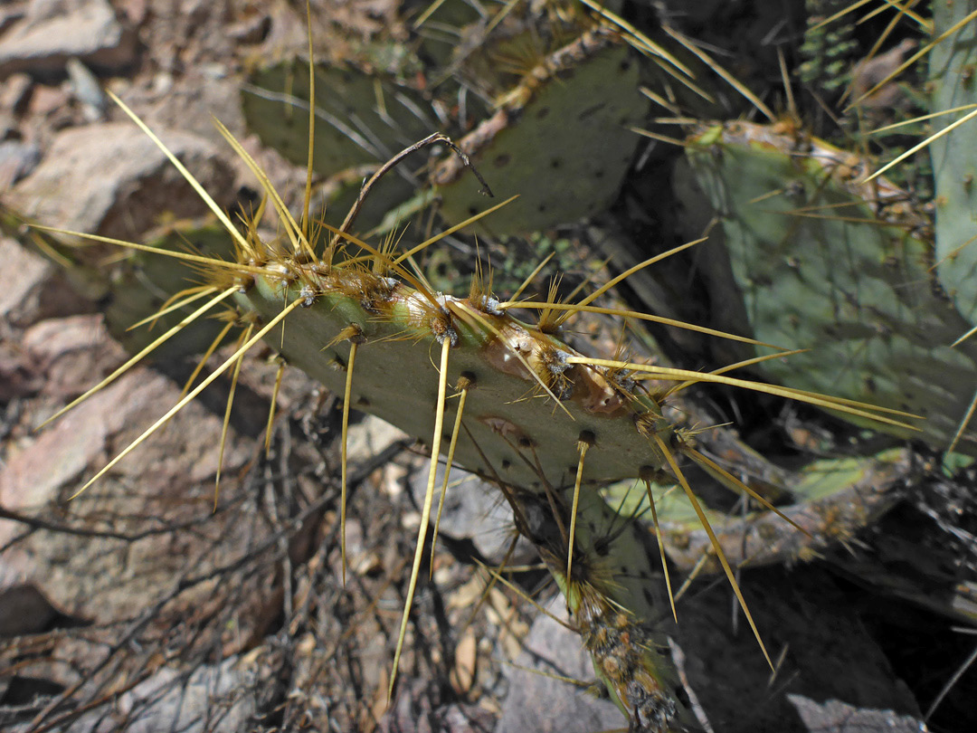 Long yellow spines