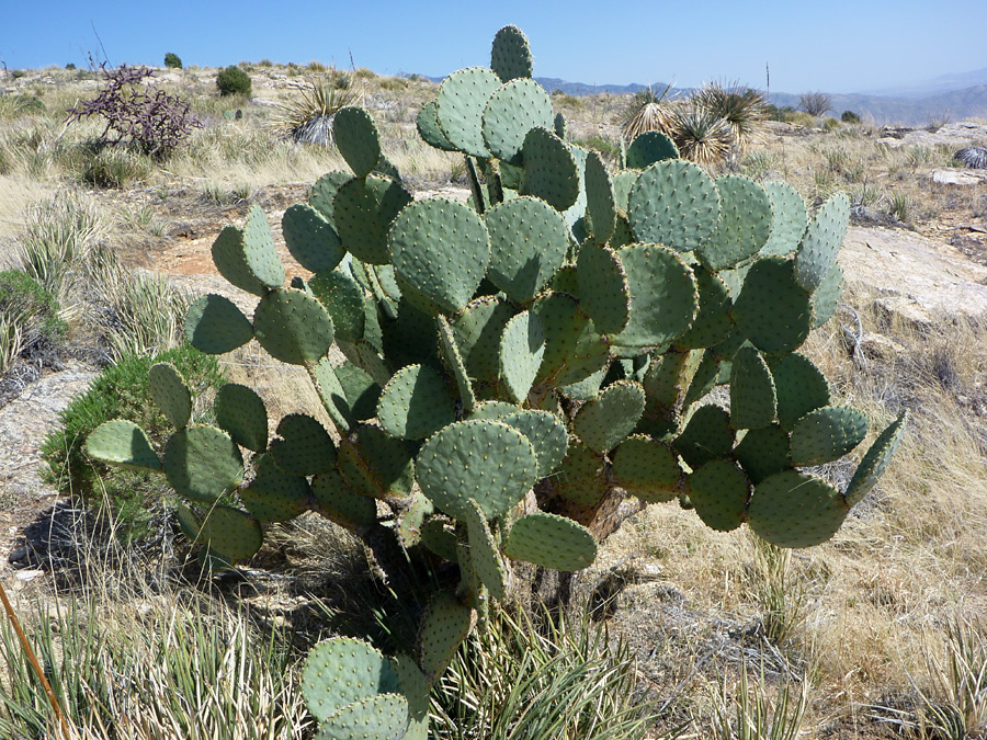 Large, spineless cluster