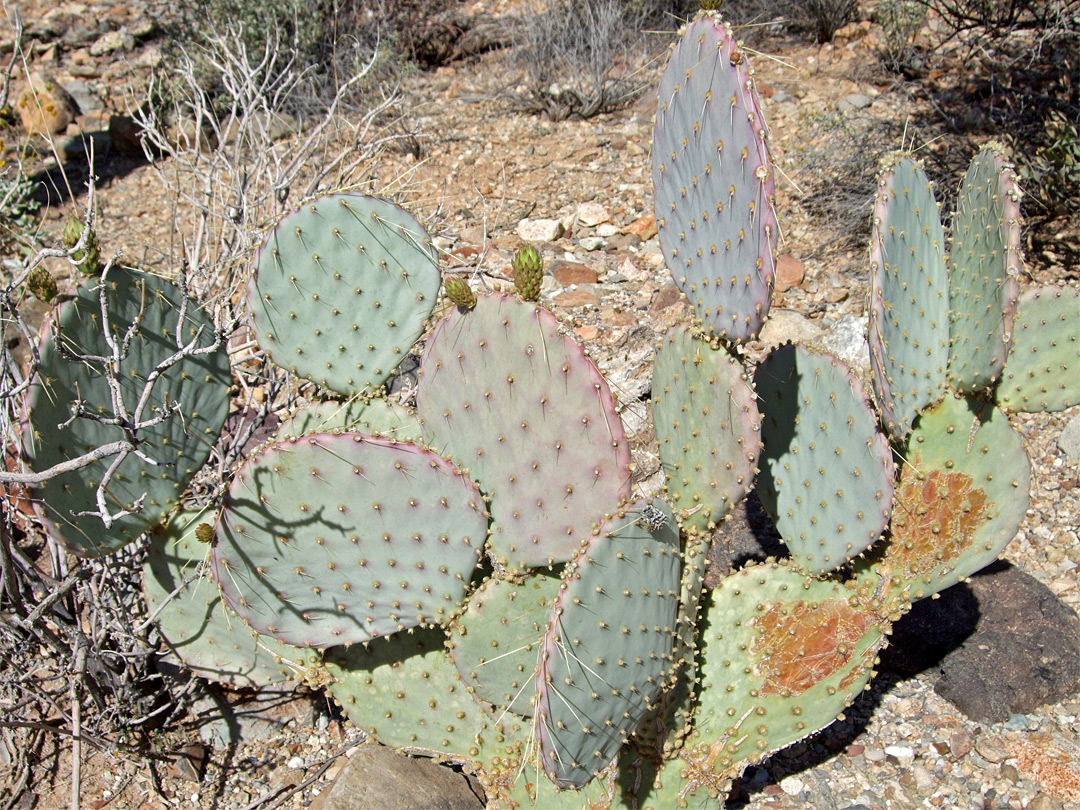 Opuntia chlorotica