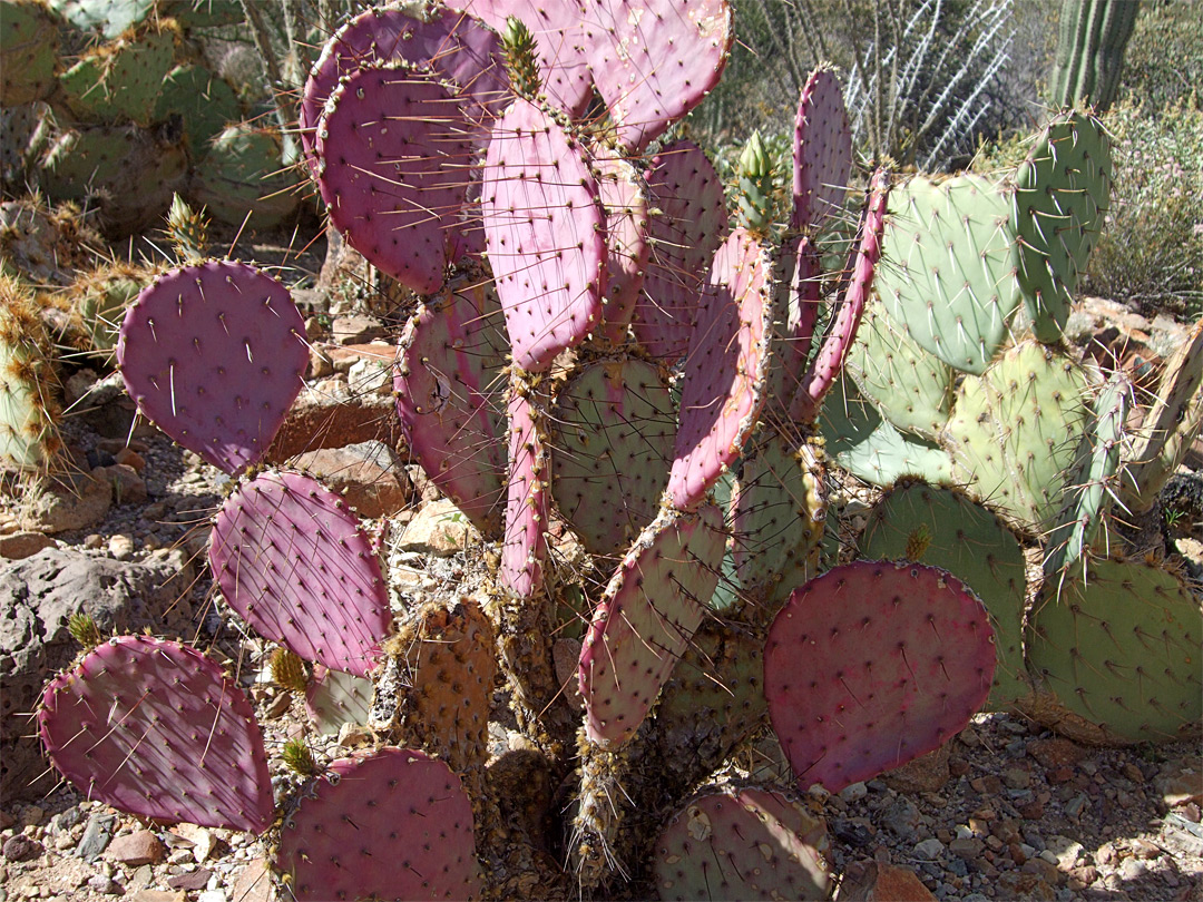 Opuntia gosseliniana, violet prickly pear