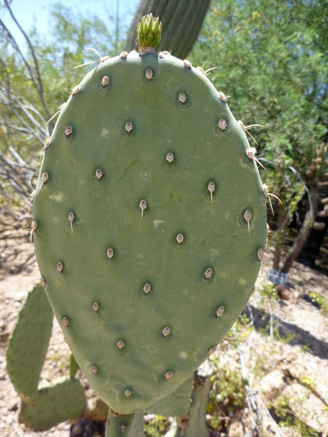 Sparse spines