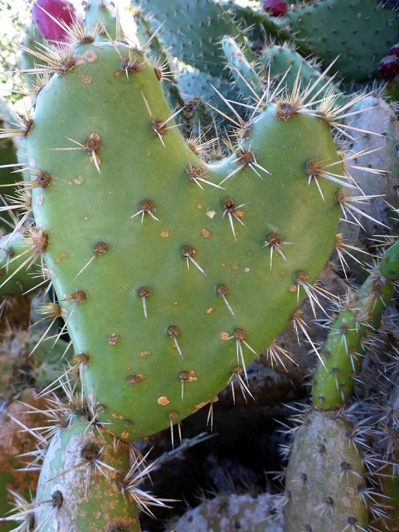 Heart-shaped pad