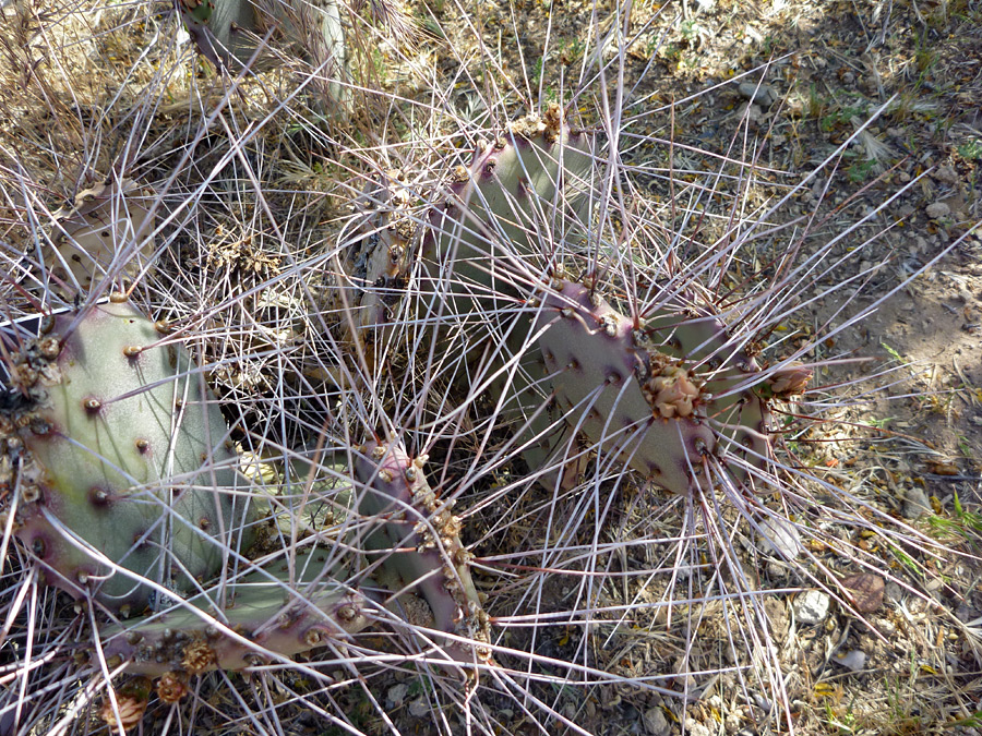 Long spines