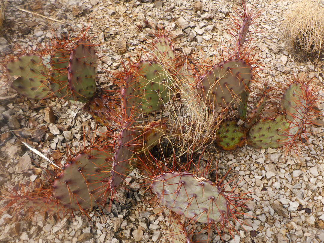 Plant in situ