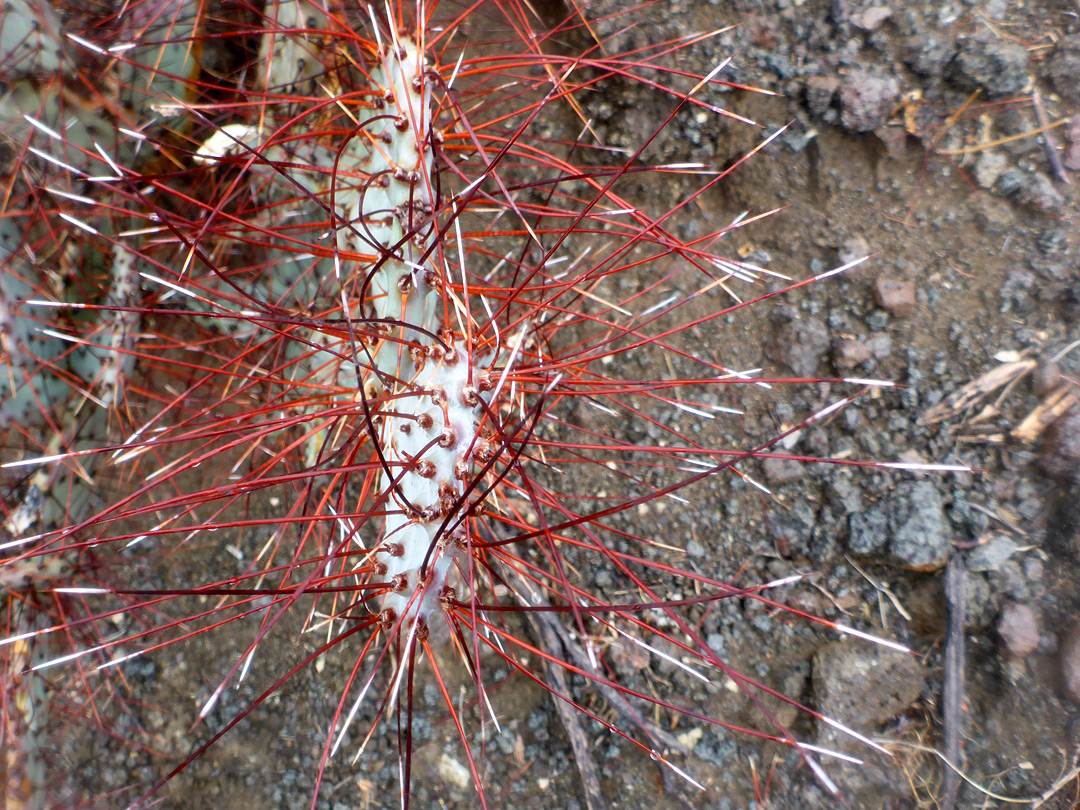 Long red spines