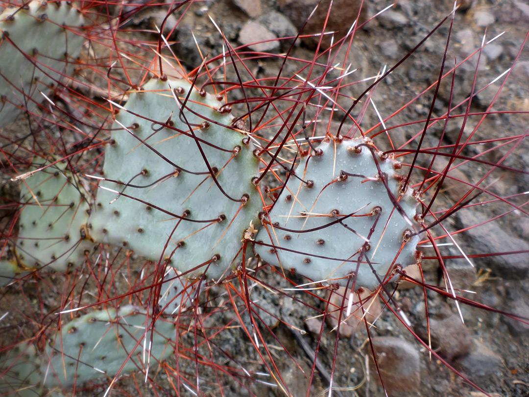 Greyish-green pads
