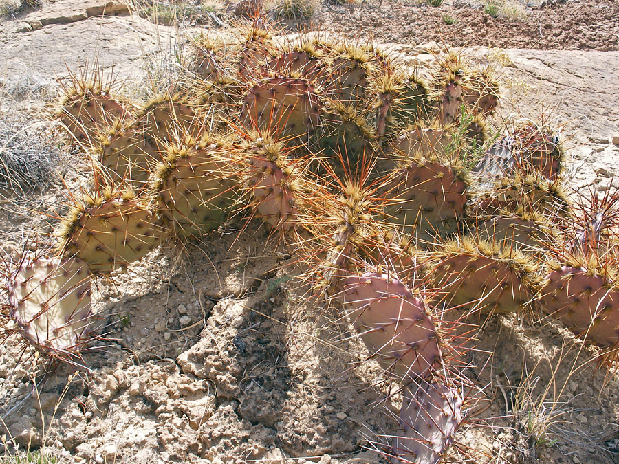 Long spines and glochids