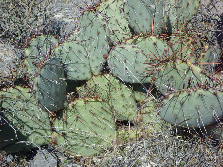 Brown spines