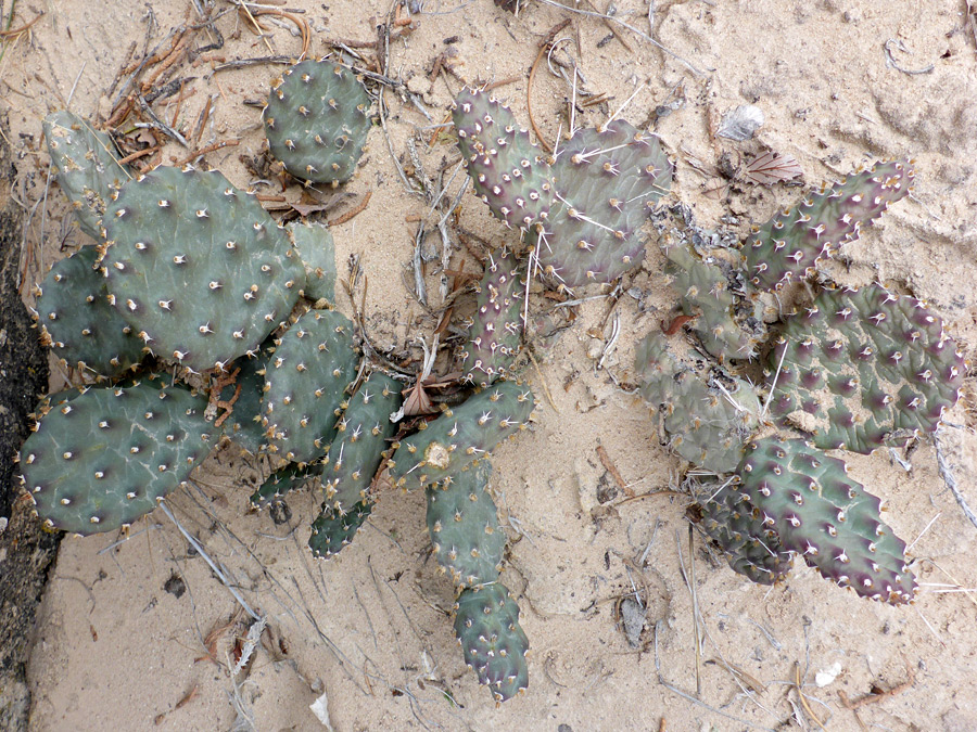 Sparse spines