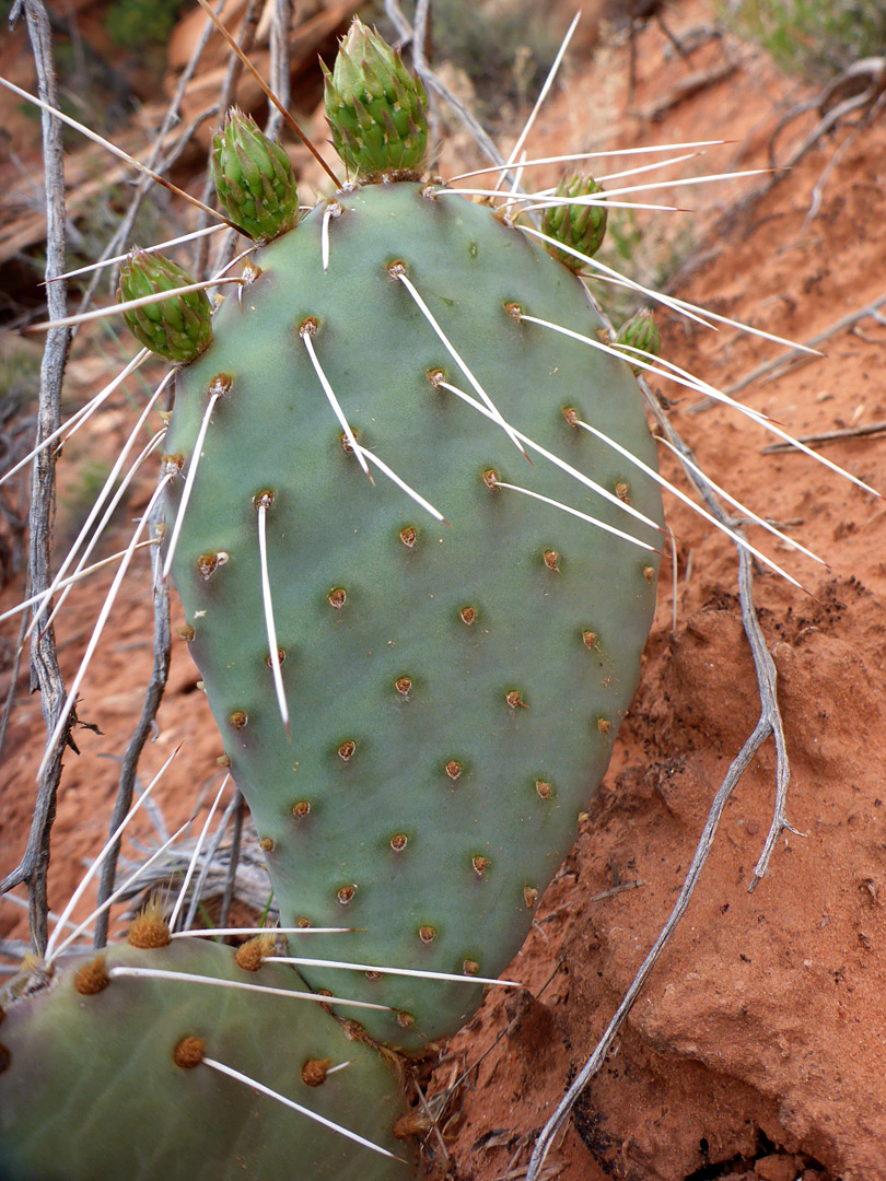 Spiny pad
