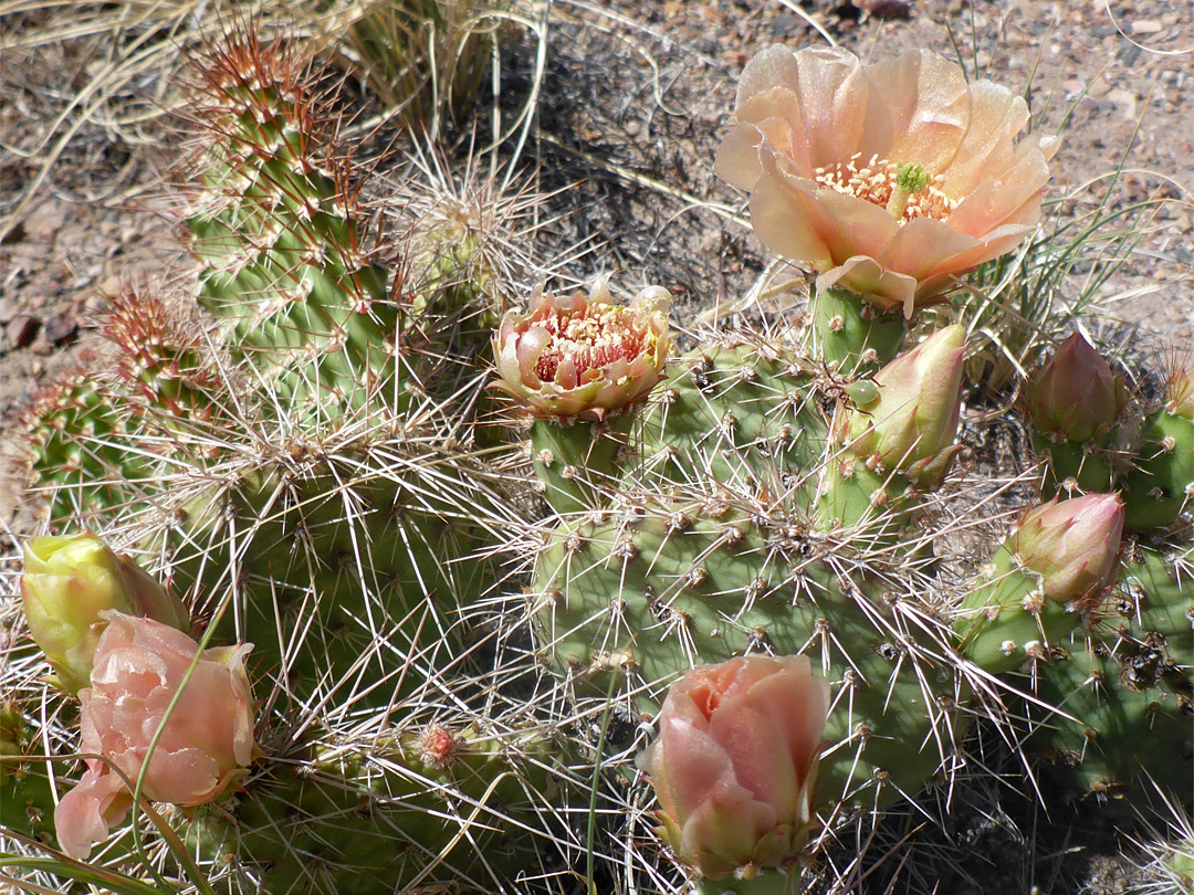 Flowering pads