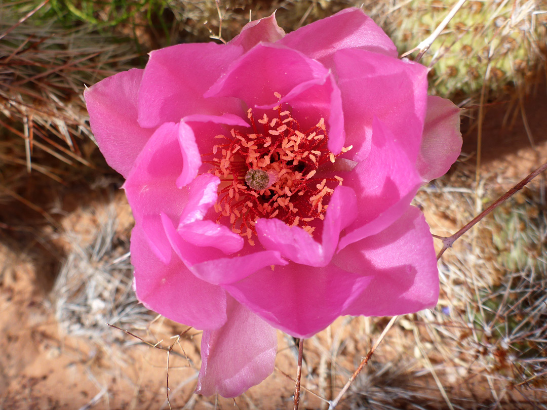 Rose-pink flower