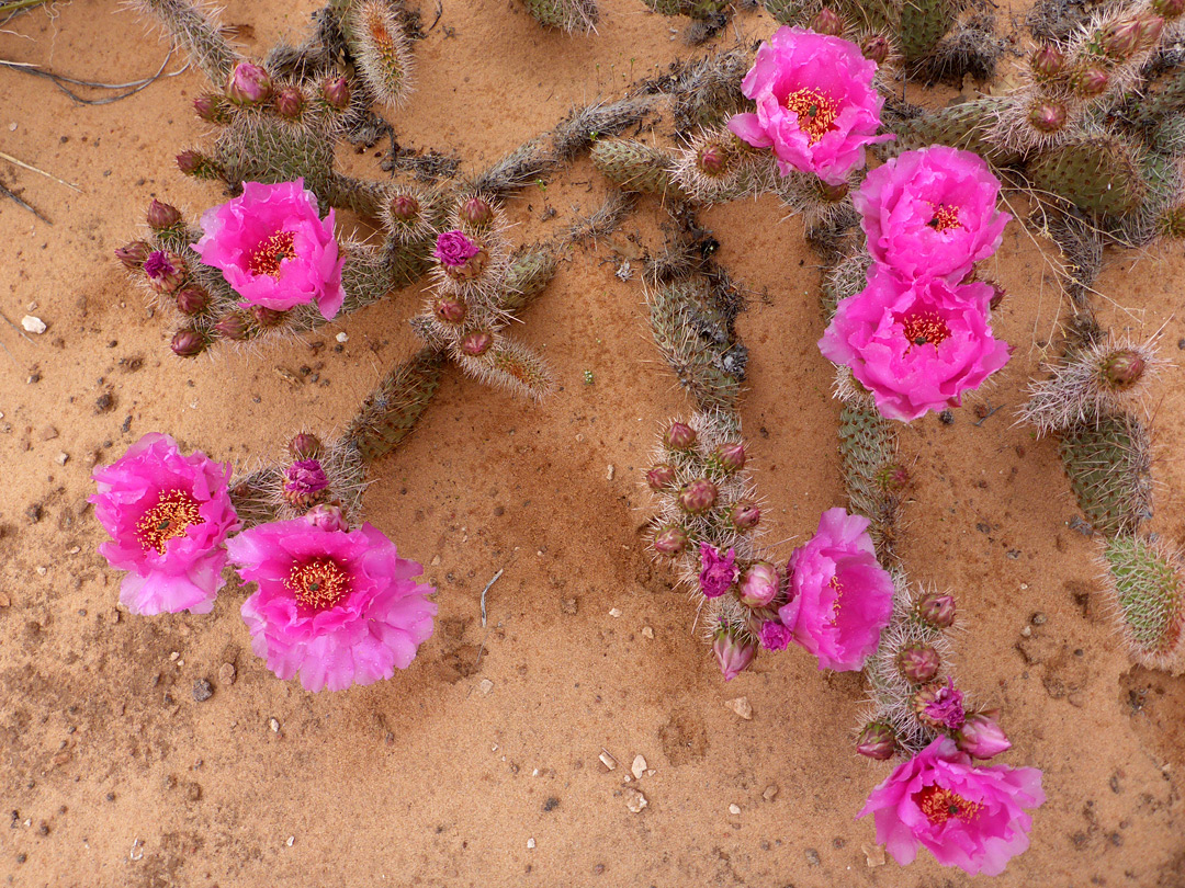 Flowering pads