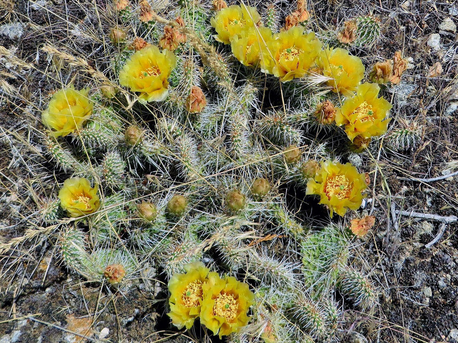 Yellow flowers