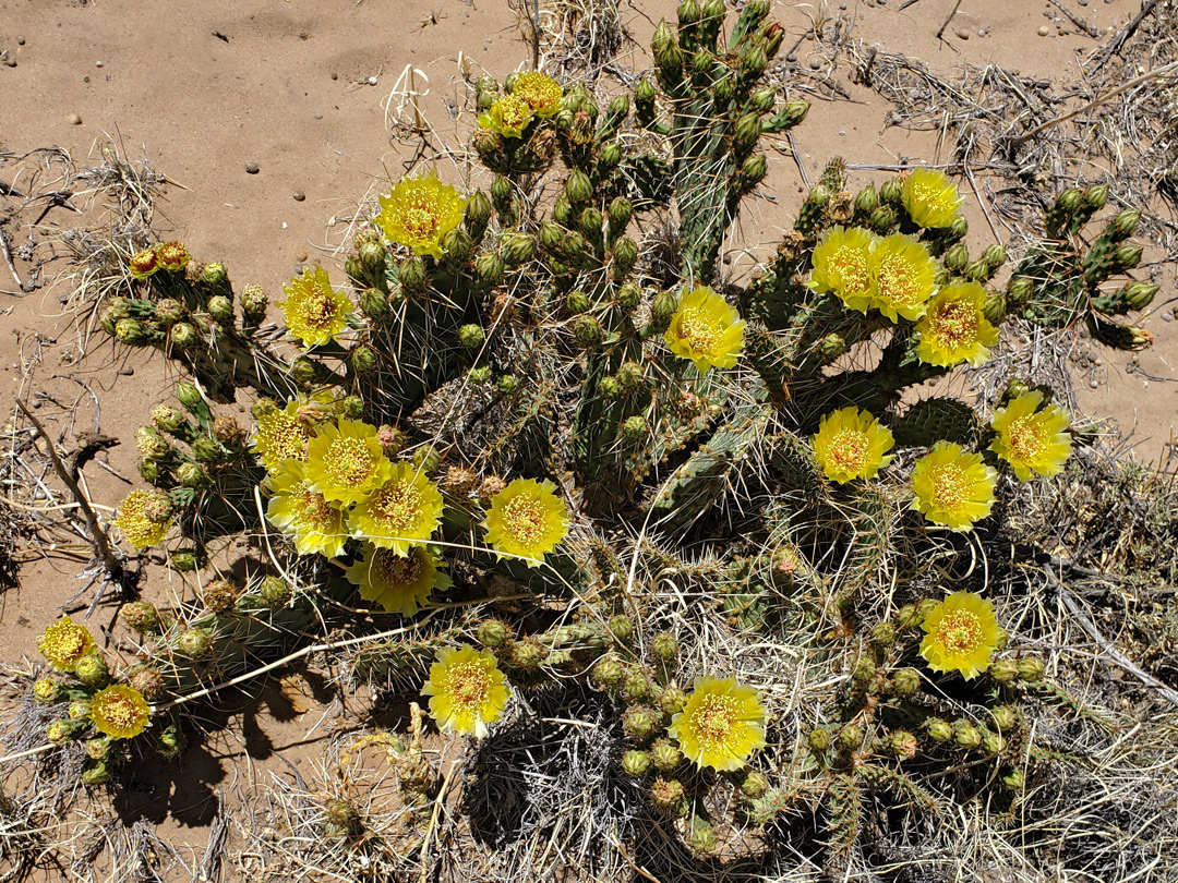 Many stems and flowers