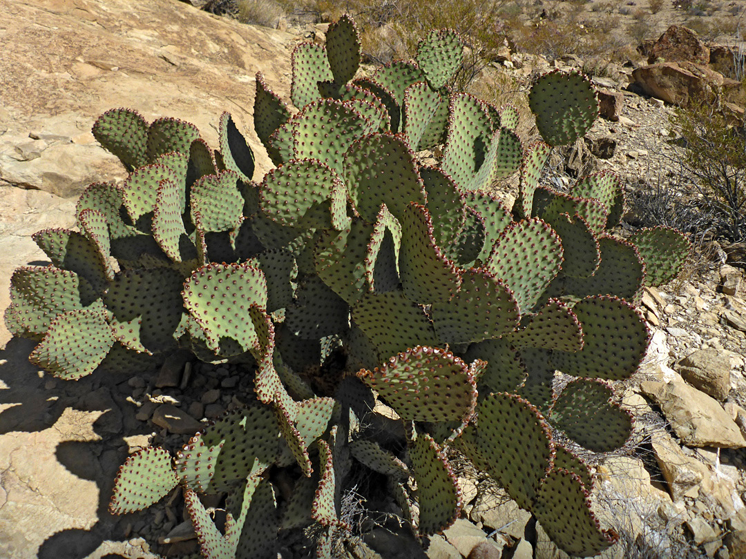 Large plant