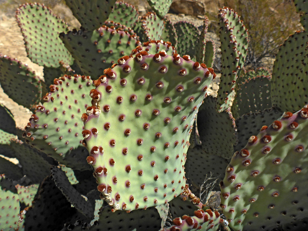 Reddish glochids