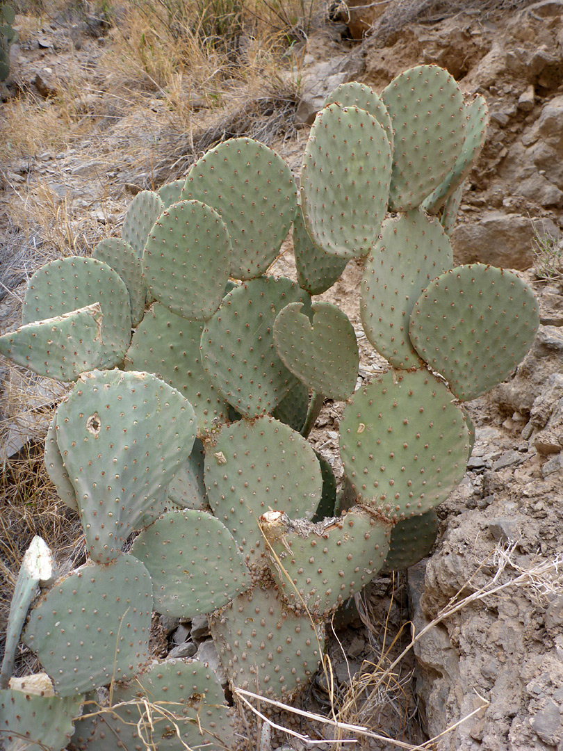 Greyish-green pads