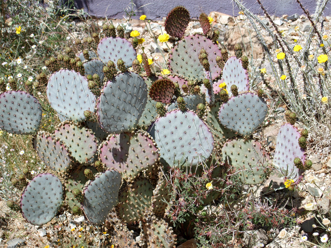 Opuntia santa-rita - buds