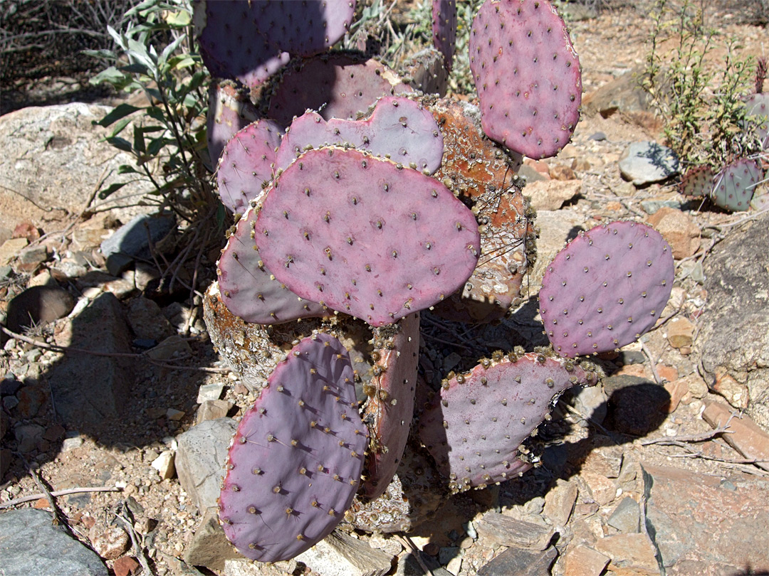 Opuntia santa-rita - purple pads