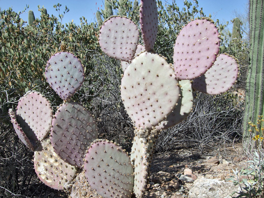 Opuntia santa-rita