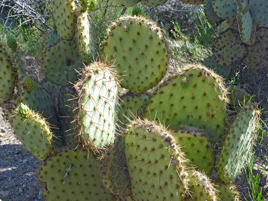 Spiny green pads