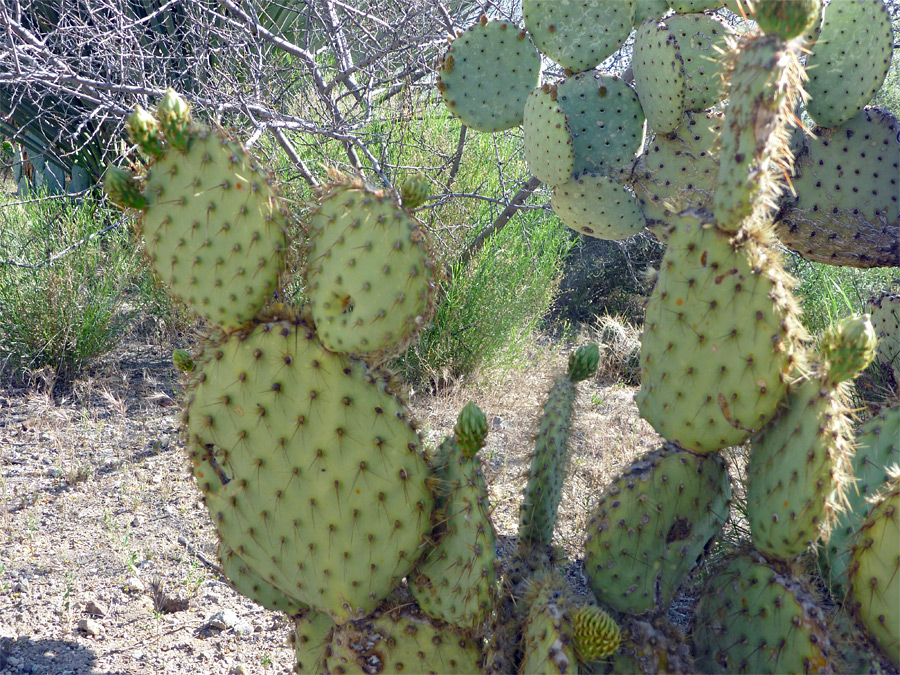 Flower buds