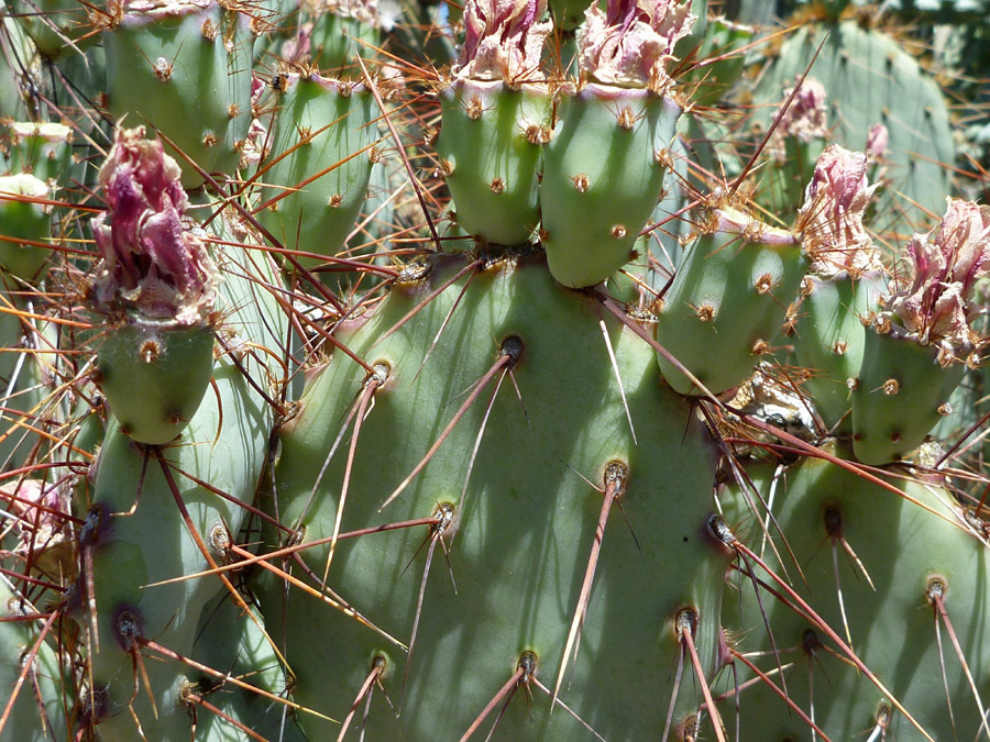 Withered flowers