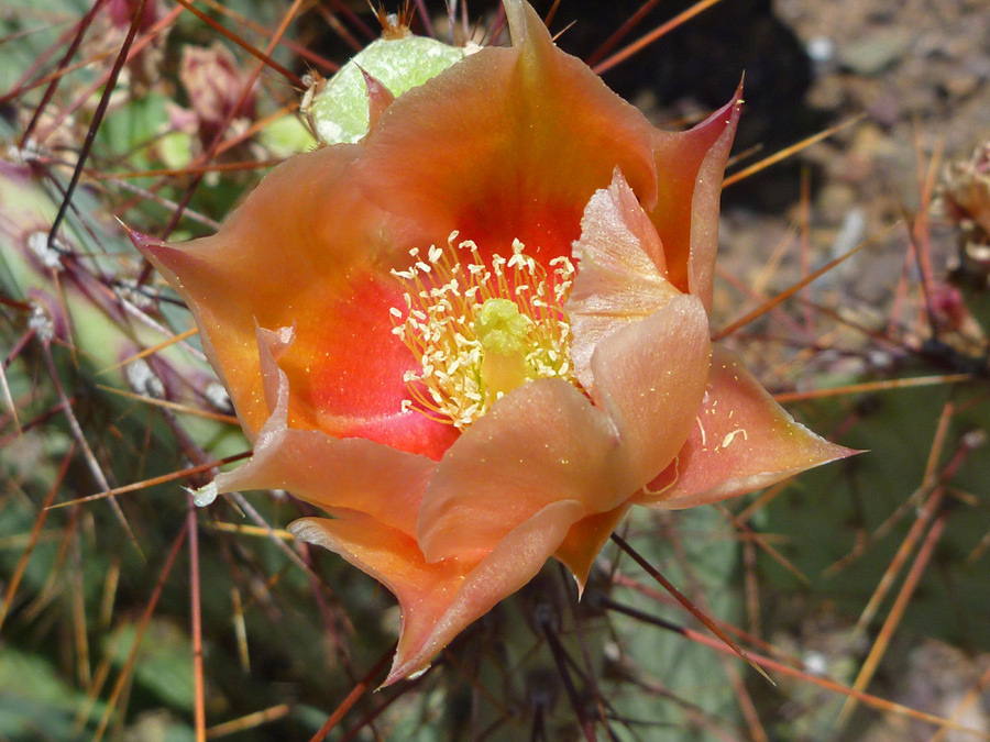 Orange flower