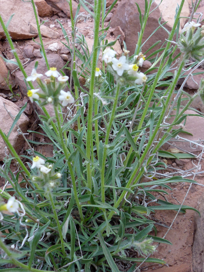 Leaves and stems