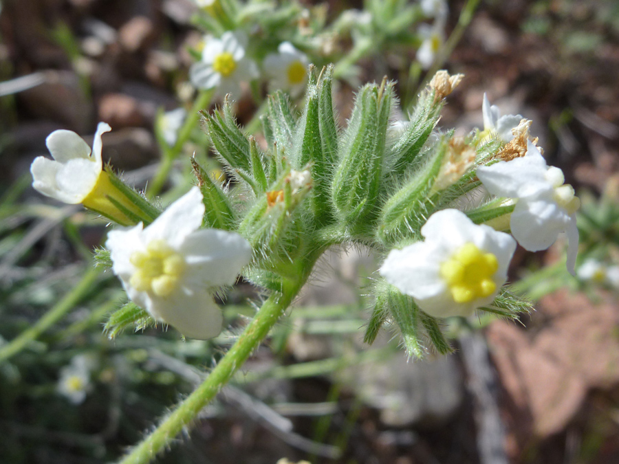 Bristly calyces