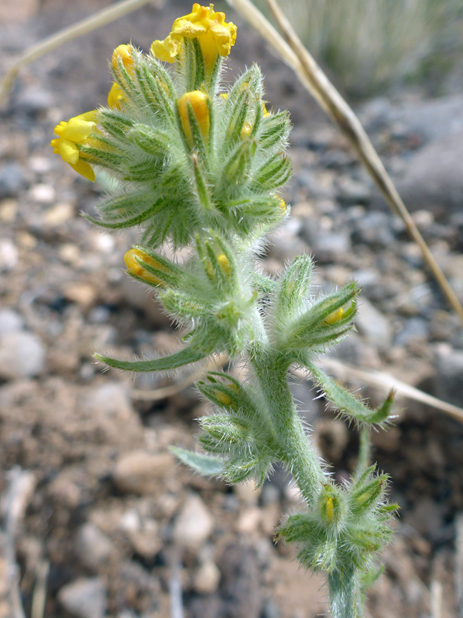 Yellow flowers and green bracts