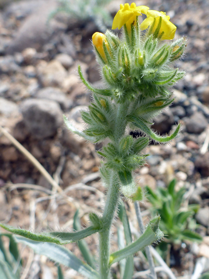 Bristly bracts and calyces