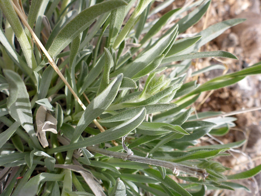 Hairy leaves