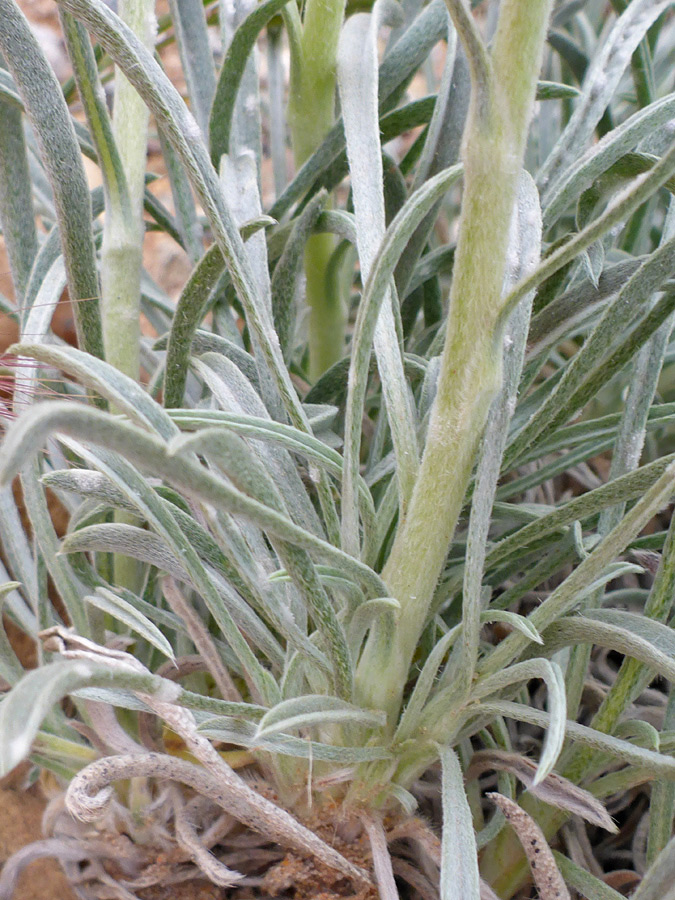 Stem and basal leaves