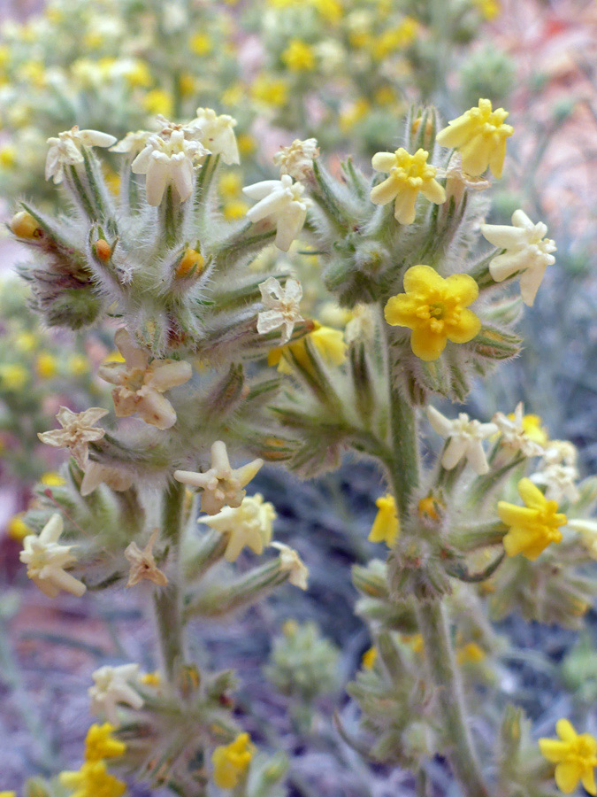 Withering flowers